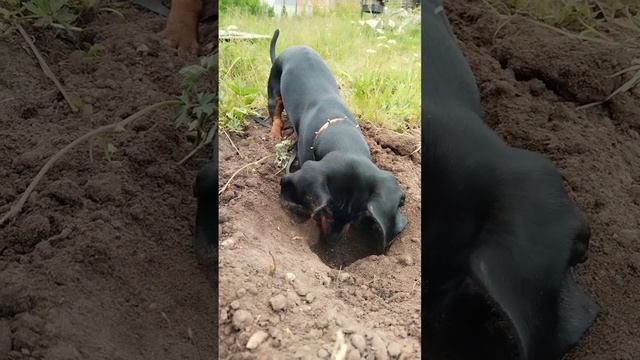 Бони нашел норку