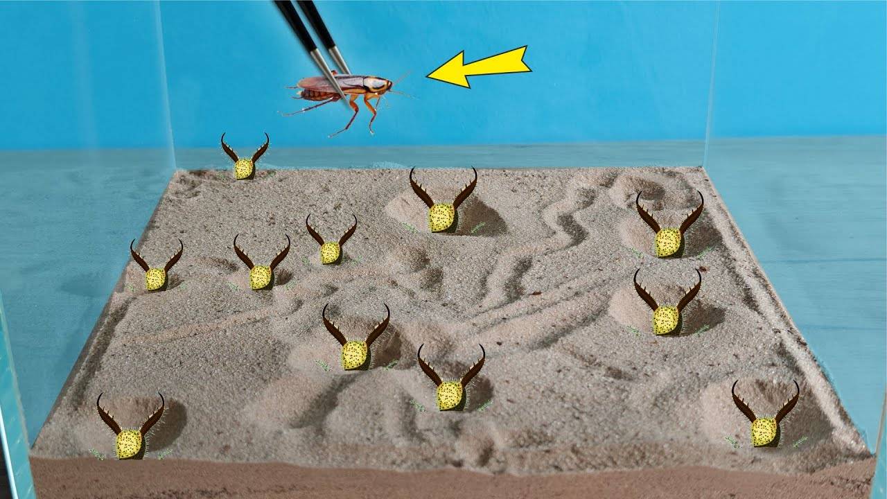 Что если 10 муравьиных львов посадить в один аквариум и бросить к ним таракана ?