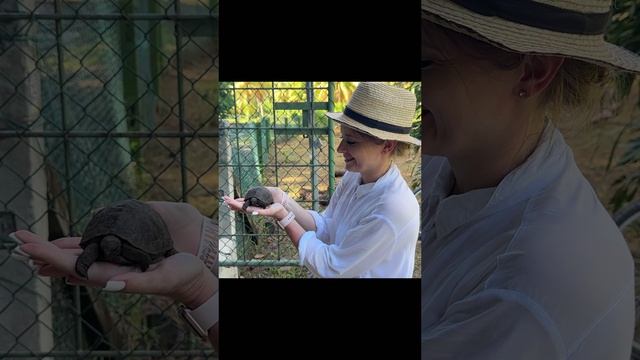 Маленькие гигантские черепахи