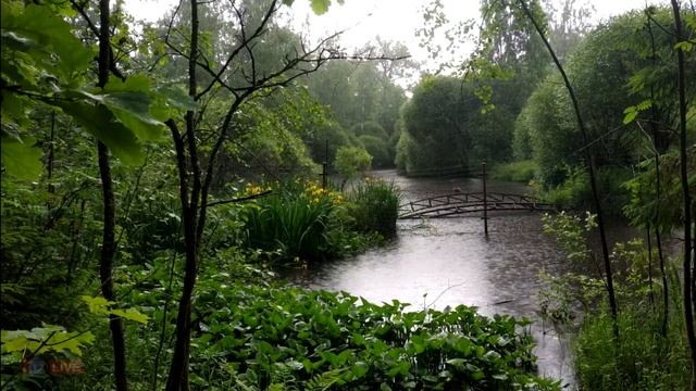 ДОЖДЬ В ЛЕСУ 8 часов ДЛЯ СНА, МЕДИТАЙЦИИ, ЙОГИ ИЛИ ФОН ДЛЯ УЧЁБЫ