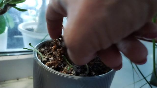 Обзор растений на балконе. Сюрприз от Цикаса 🤔. Лайфхак для владельцев авто 😉.