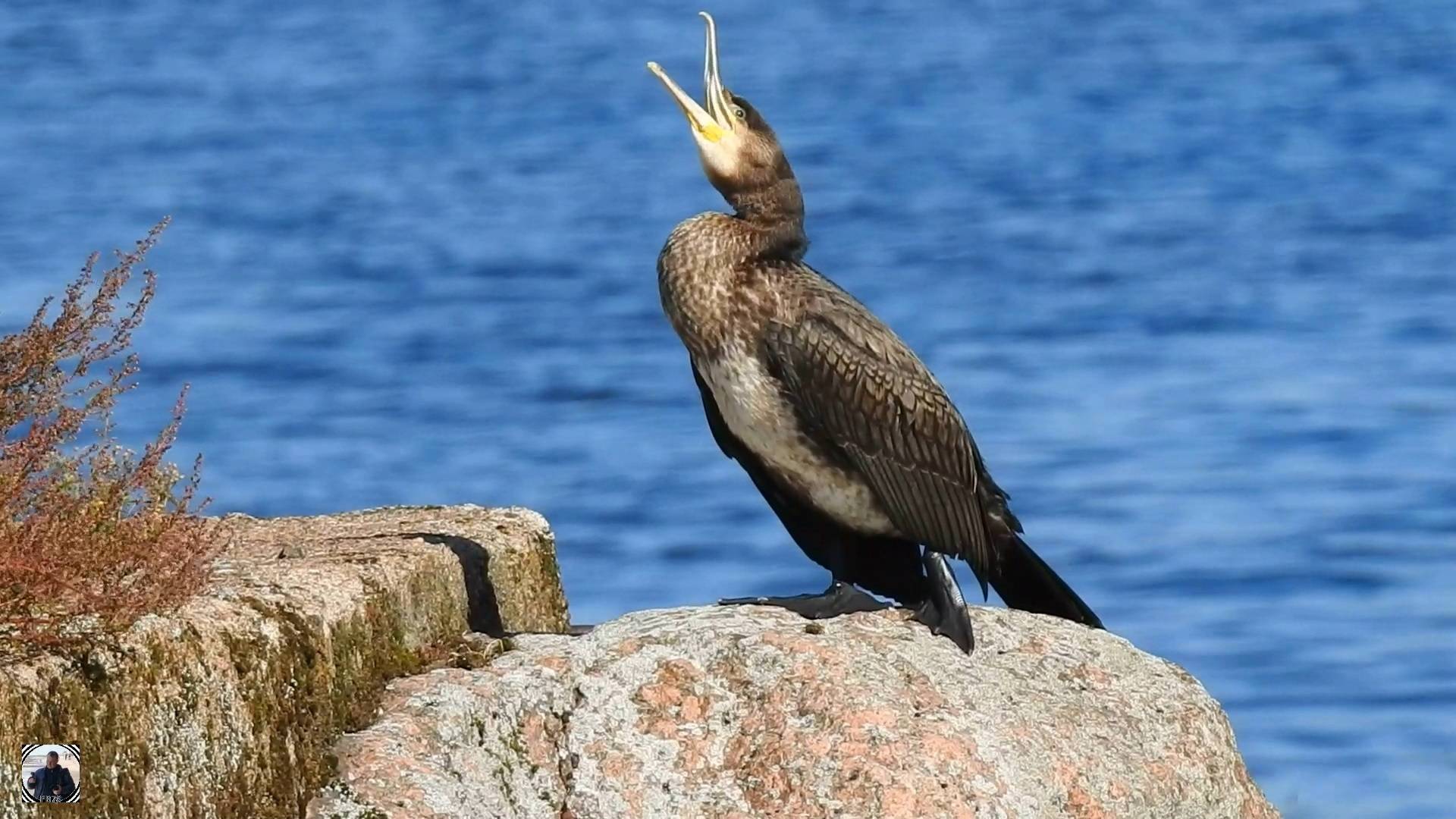 Большой баклан. Высоцк, Осень 2024 #баклан #высоцк #наблюдениезаптицами #cormorant #birdwatching