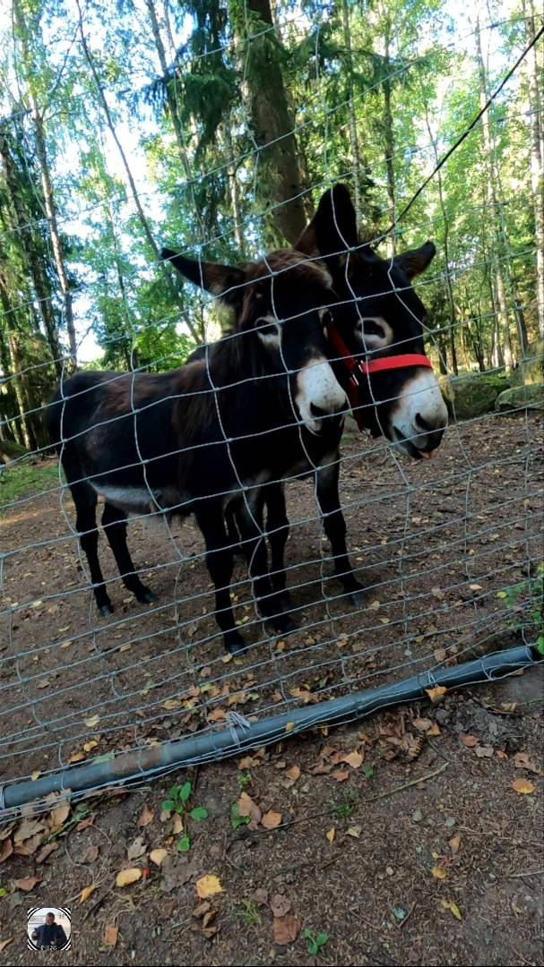 Контактный зоопарк, Равансаари. Осень 2024 #животные #контактныйзоопарк #равансаари #zoo #shorts