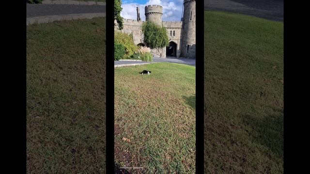 Крымские коты