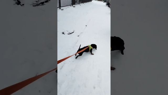 Счастливый Бони