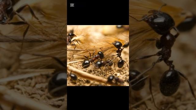 Назовите Мне тех кто 
пережил больше боли чем муравьи