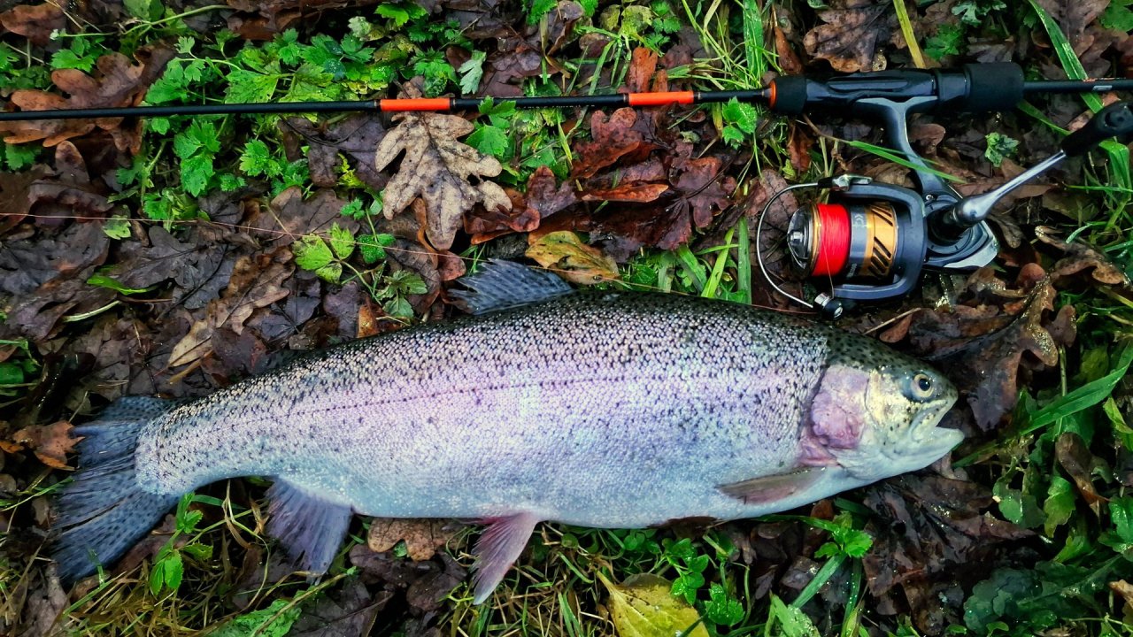 Ловля форели на VIP участке. Попробуй поймать конопатую на платном пруду! Рыбалка в Подмосковье.