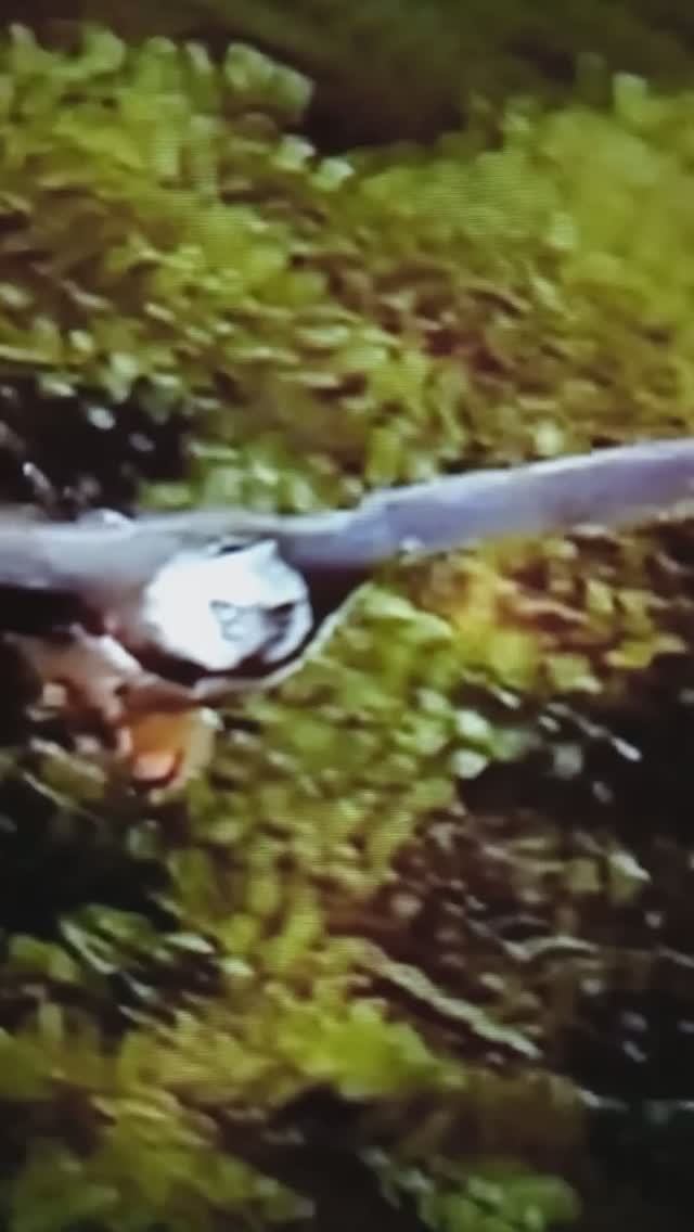 ОРЁЛ похитил ЛЕОПАРДА🤔😳