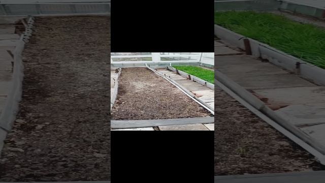 Овёс в теплице 🌱🌱🌱