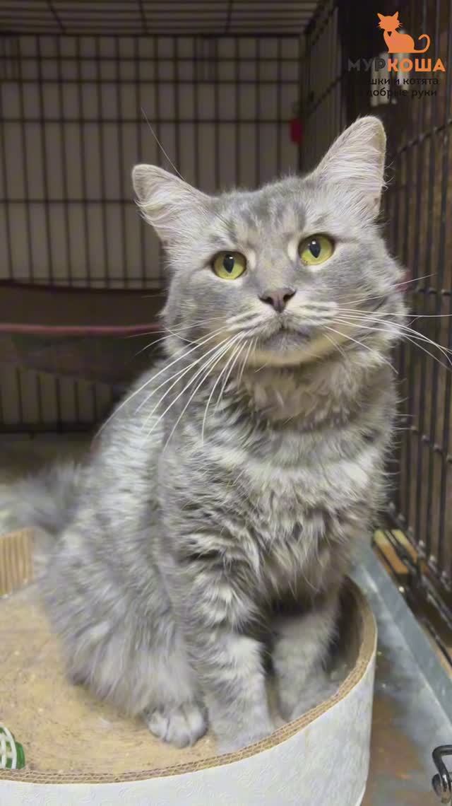 Арракс (уже дома)