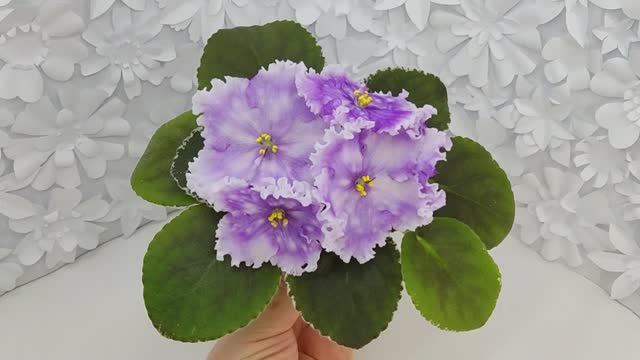 Фиалка Dn-Дух Різдва