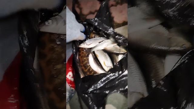 Результат ночной рыбалки