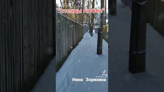 Птенцы любви. стихи. Нина Зорихина.