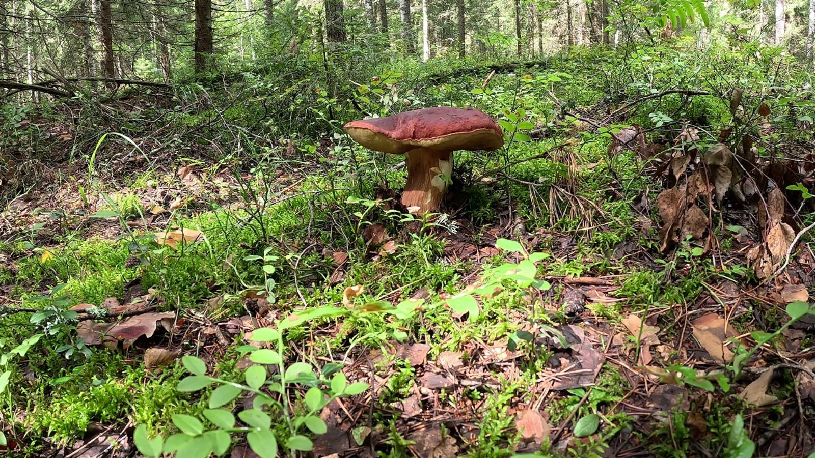 Грибная элита. Боровик. На эти грибы можно смотреть бесконечно