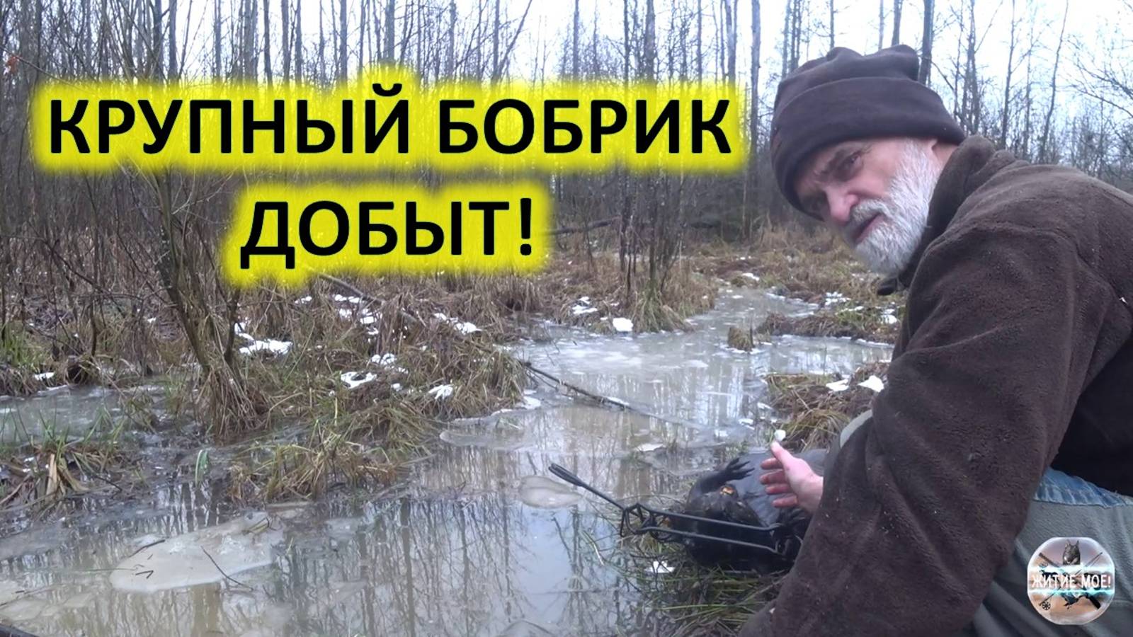 Крупный бобр добыт! Осенняя охота на бобра с капканами. Проверка капканов на бобра.