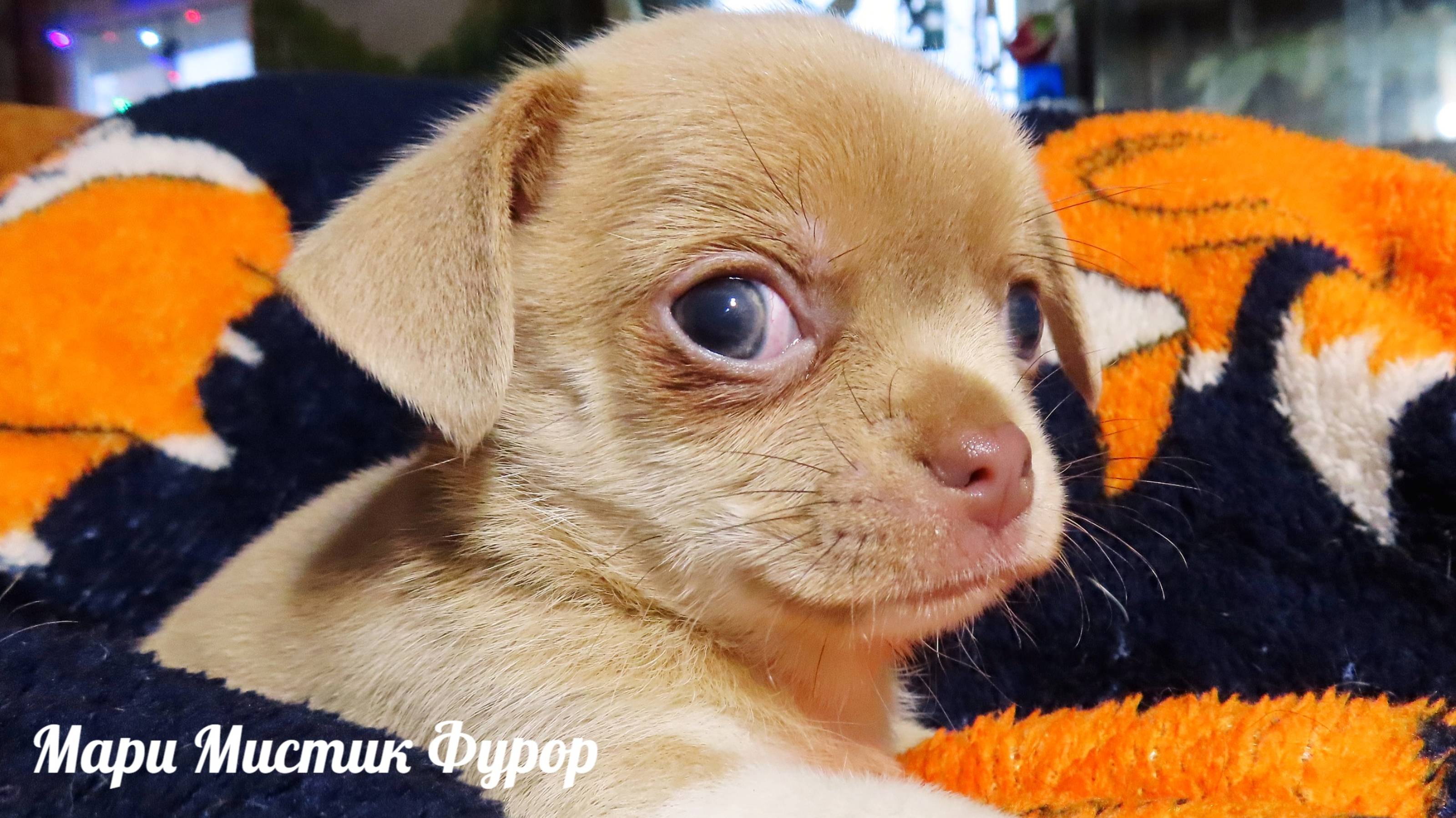 Фурор ждёт Вас 09.12.24 ПРИВЕТ от Норы, Джулии, Юлия, Цукатика #купитьчихуахуапродам 89215950848