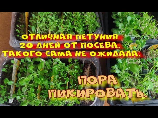 ОТЛИЧНАЯ ПЕТУНИЯ. 20 ДНЕЙ ОТ ПОСЕВА.