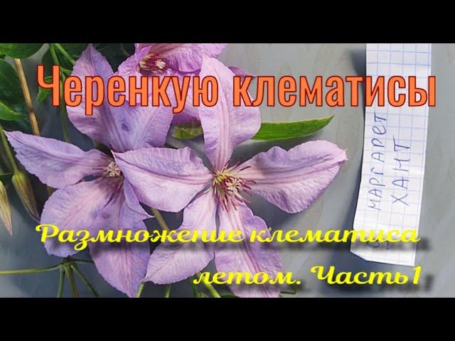 Черенкую клематисы. Летнее укорениение.