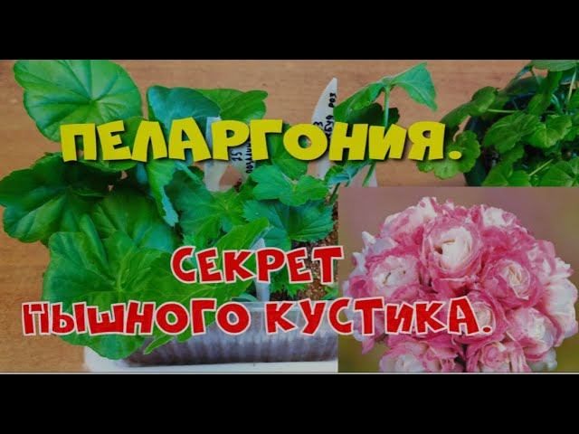 ПЕЛАРГОНИЯ. СЕКРЕТ ОБИЛЬНОГО ЦВЕТЕНИЯ И ПЫШНОГО КУСТИКА. (Ч.4)