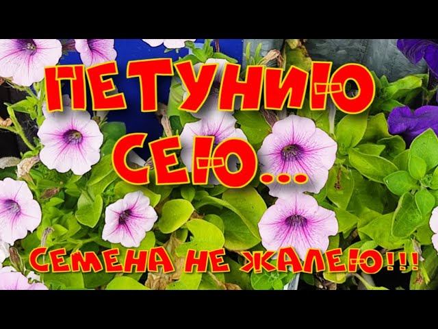 ПЕТУНИЮ СЕЮ - СЕМЯН НЕ ЖАЛЕЮ! 2 МАРТА 2024г.
