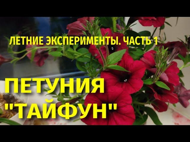 Петуния. Серия "Тайфун". Летние эксперименты. Ч.1