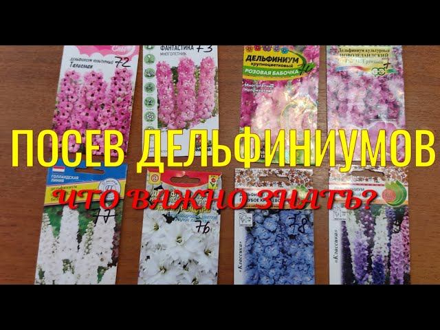 Дельфиниумы из семян.