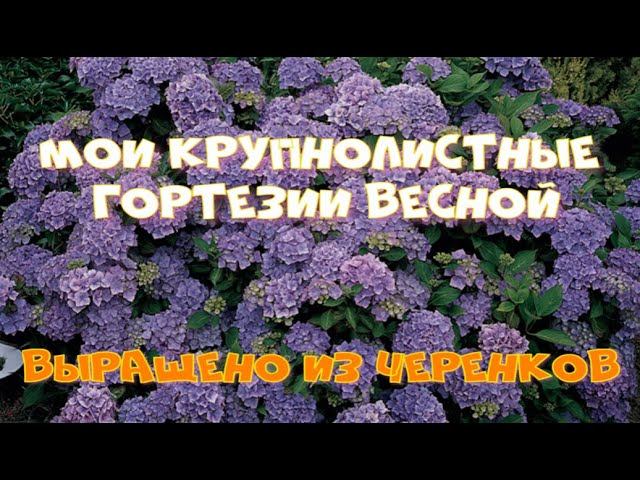 Мои крупнолистные гортензии весной