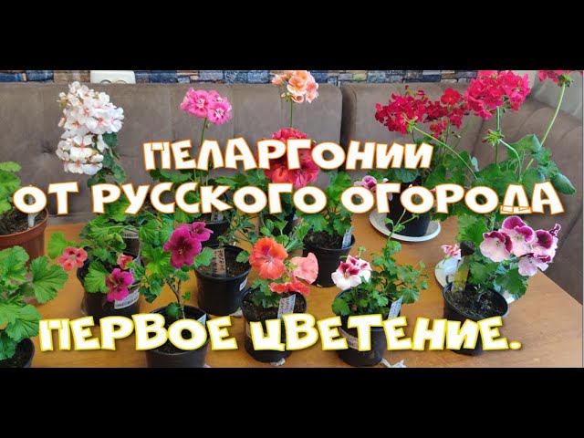 Пеларгонии от "Русского огорода"