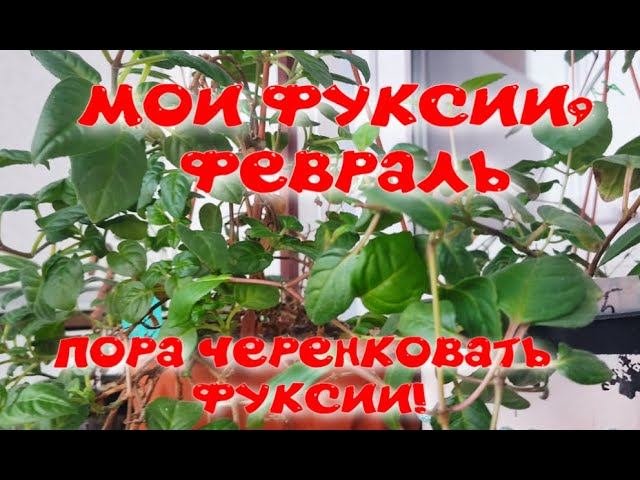 ФУКСИИ В ФЕВРАЛЕ. ПОРА ЧЕРЕНКОВАТЬ.