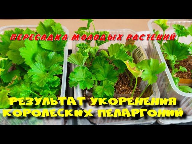 Результат укоренения королевских пеларгоний