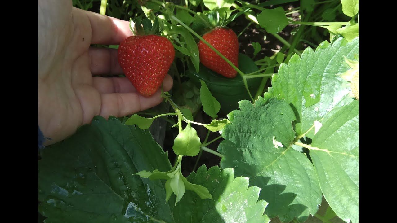 Клубника. Самый ранний сорт в моей коллекции.