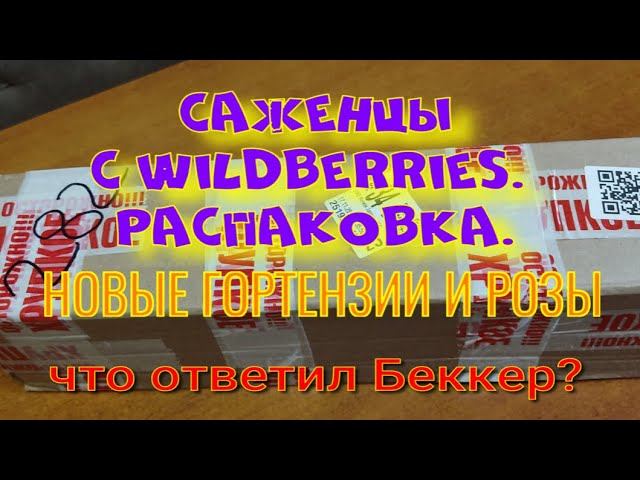Саженцы из Wildberris обзор.