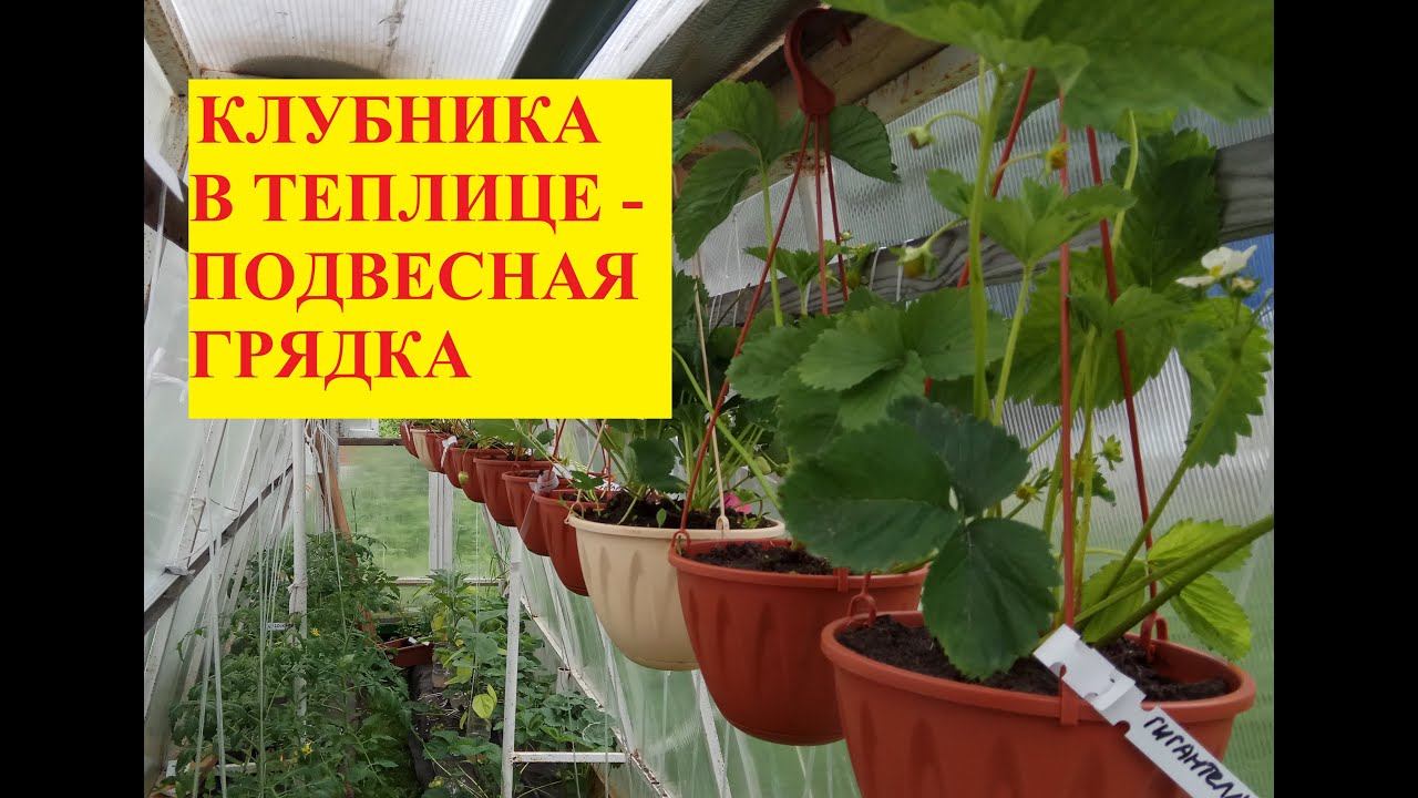 #Клубника в теплице. Подвесная грядка.