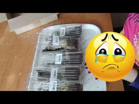 Посылки с вегетативными черенками из Русского огорода. Сезон 2024г.