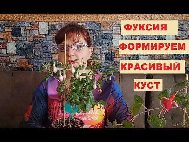 Формируем красивый куст фуксии. Как обрезать?
