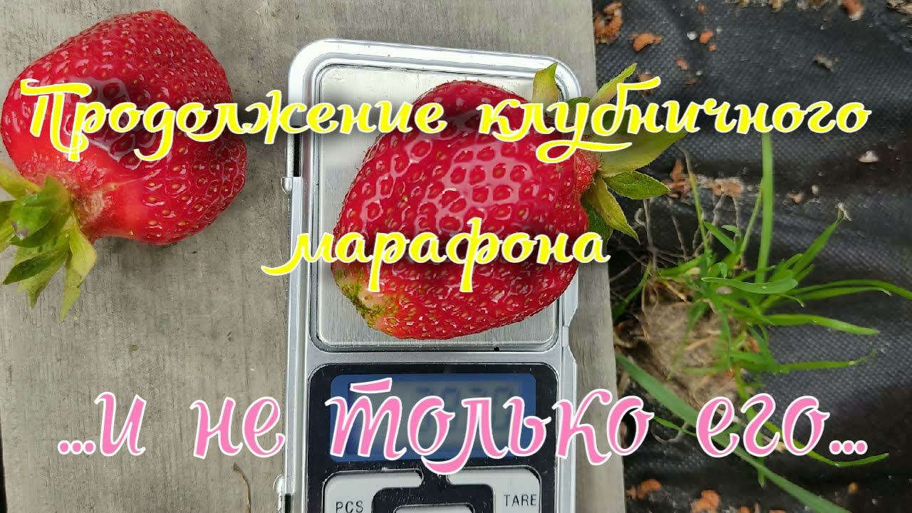 Продолжение клубничного марафона 2021