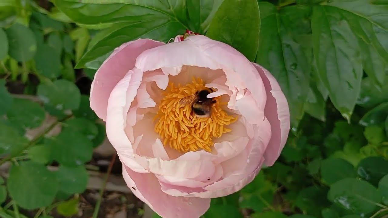 МОИ ПИОНЫ. Обзор сортов.