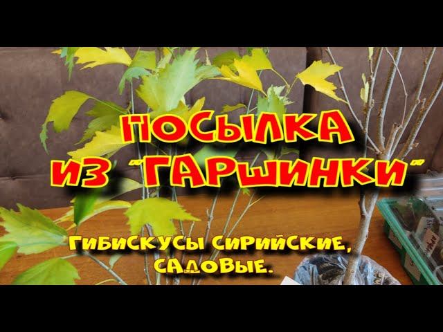 Гибискусы сирийские, садовые. Из "Гаршинки"