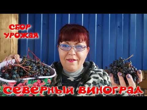 Северный виноград! Собираю урожай 2021!
