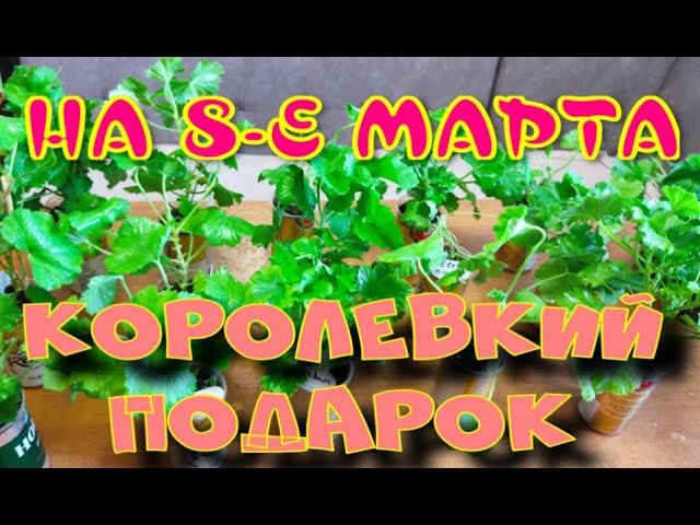КОРОЛЕВСКИЙ ПОДАРОК НА 8 МАРТА! КОРОЛЕВСКИЕ ПЕЛАРГОНИИ.