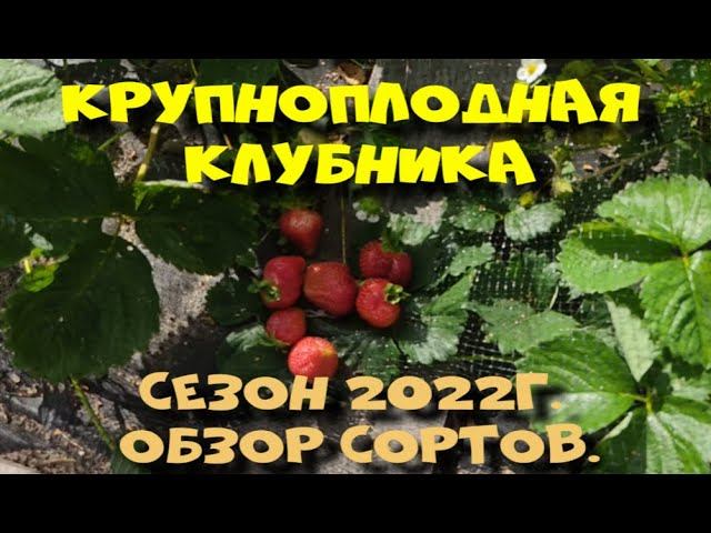 Крупноплодная клубника. Сезон 2022г.