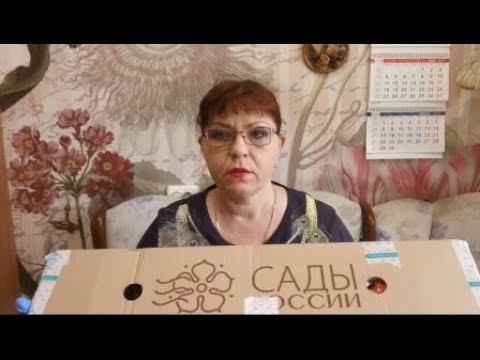 САДЫ РОССИИ прислали очередной заказ. Все покажу честно.