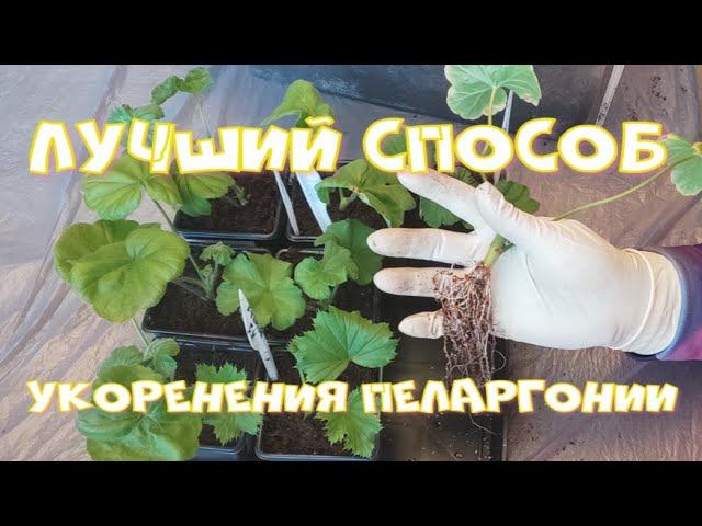 Лучший способ укоренения пеларгонии