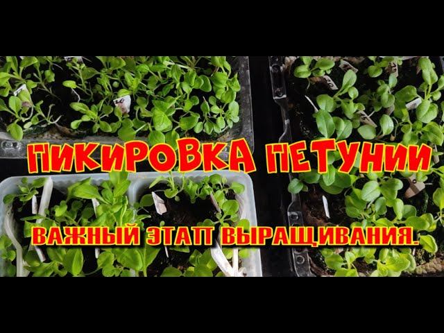 Пикировка петунии. Часть 3