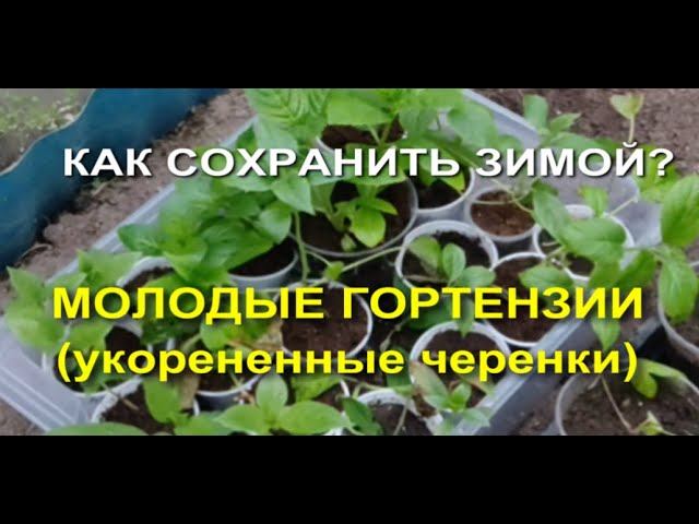 Как сохранить гортензию? Укорененные черенки - зимовка.