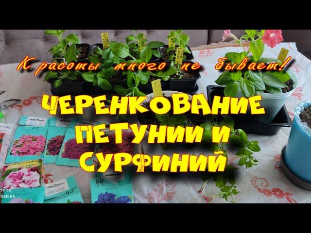 Черенкуем петунии, сурфинии, калибрахоа и виолы.