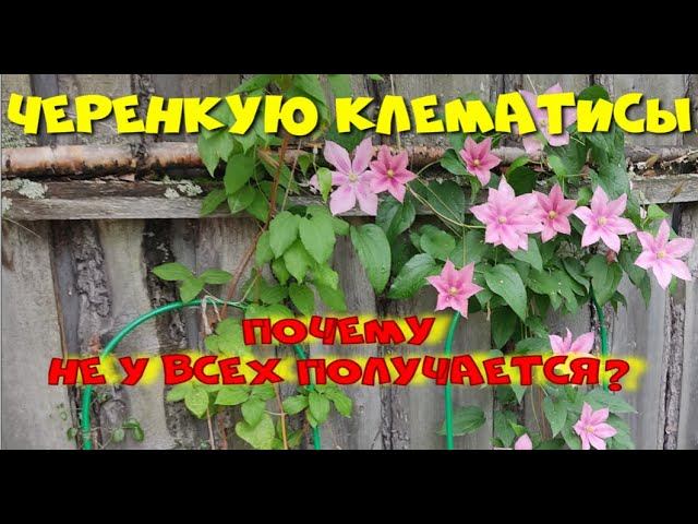 Черенкую клематисы.