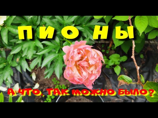ПИОНЫ, А ЧТО ТАК МОЖНО БЫЛО?