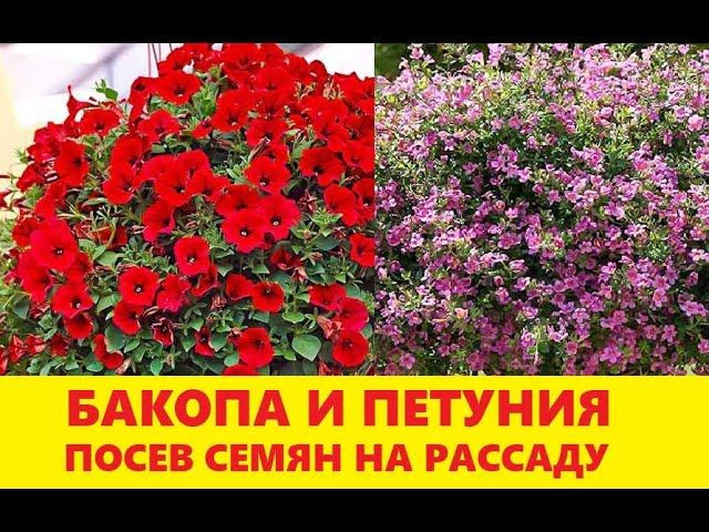 Бакопа (сутера) и петуния Джоконда. Посев семян.