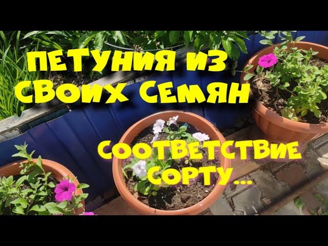 ПЕТУНИИ ИЗ СВОИХ СЕМЯН. СООТВЕТСТВУЮТ ЛИ СОРТУ?